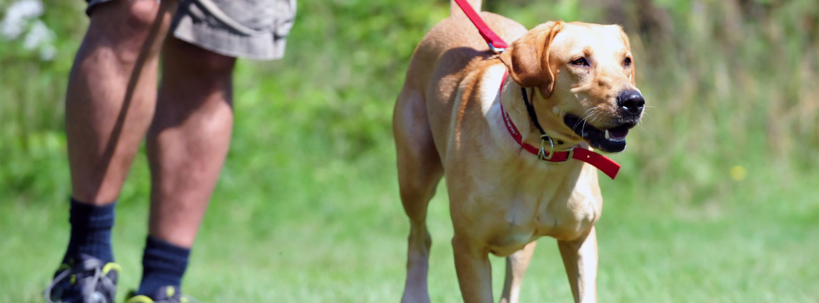 State Farm® Paid Record $118 Million for Dog-Related Injury Claims in 2015